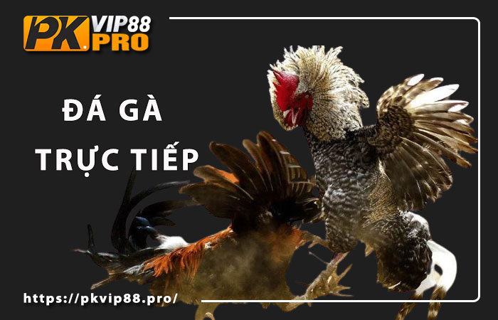 Đá gà tại Pkvip88