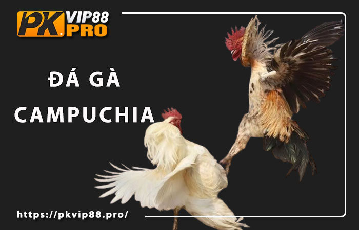 Pkvip88 đại lý chính thức sv388